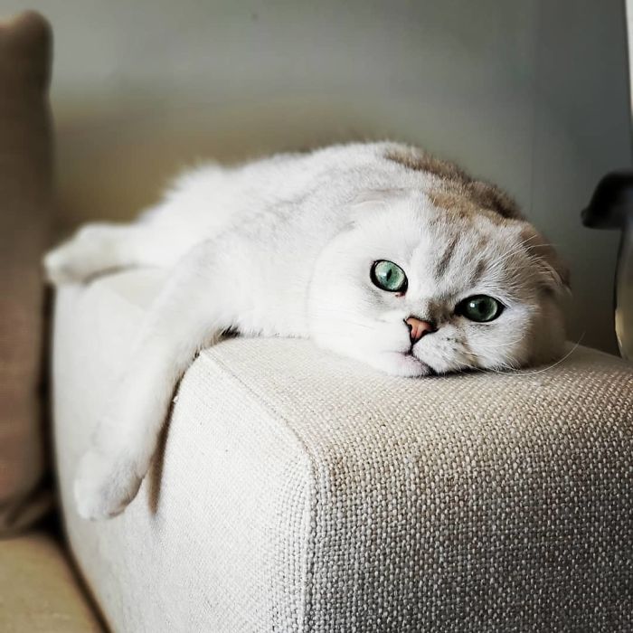 Paw-Sibly The Comfiest Couch Arm In The House