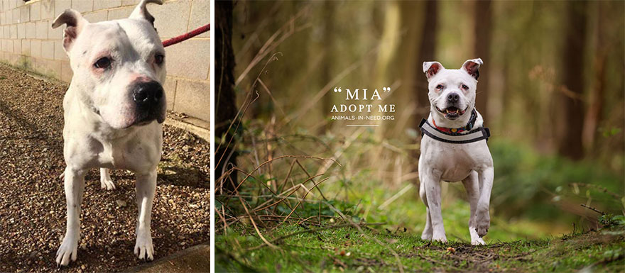 Can A Photo Save A Life? I Photograph Shelter Dogs To Find Out