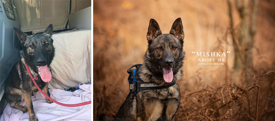 Can A Photo Save A Life? I Photograph Shelter Dogs To Find Out