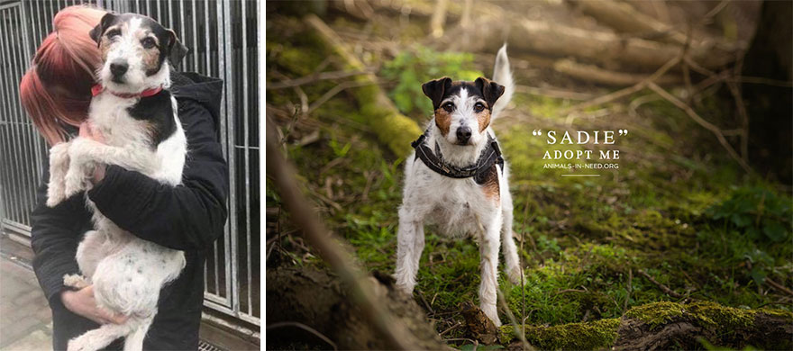 Can A Photo Save A Life? I Photograph Shelter Dogs To Find Out