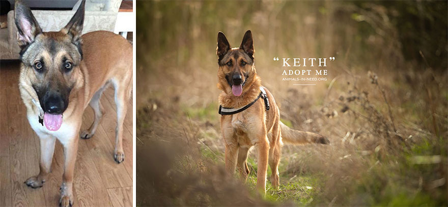 Can A Photo Save A Life? I Photograph Shelter Dogs To Find Out