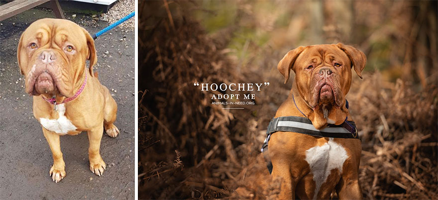 Can A Photo Save A Life? I Photograph Shelter Dogs To Find Out