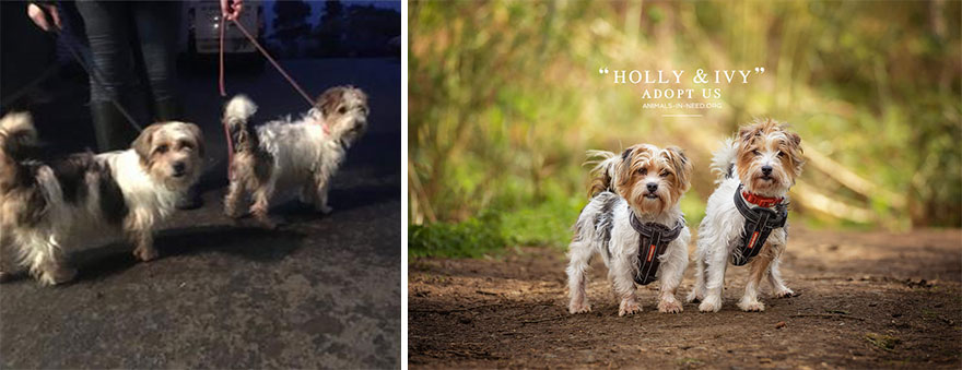 Can A Photo Save A Life? I Photograph Shelter Dogs To Find Out