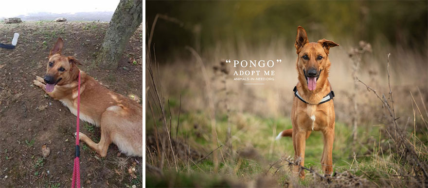 Can A Photo Save A Life? I Photograph Shelter Dogs To Find Out