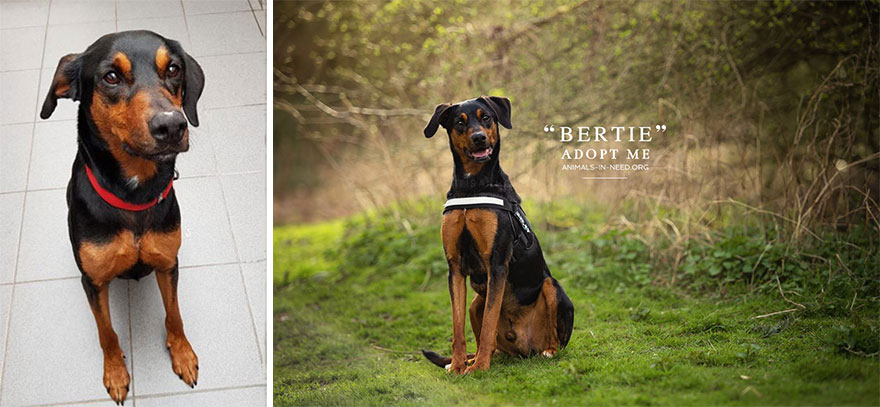 Can A Photo Save A Life? I Photograph Shelter Dogs To Find Out