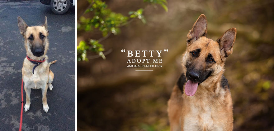 Can A Photo Save A Life? I Photograph Shelter Dogs To Find Out