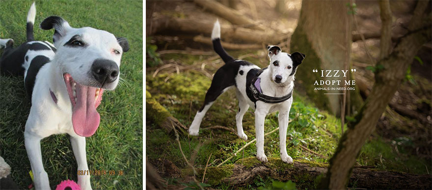 Can A Photo Save A Life? I Photograph Shelter Dogs To Find Out
