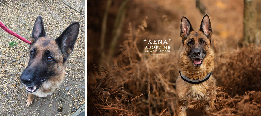 Can A Photo Save A Life? I Photograph Shelter Dogs To Find Out