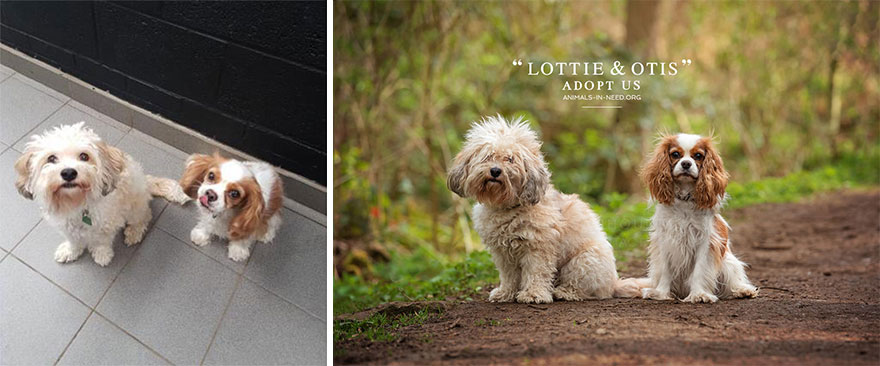 Can A Photo Save A Life? I Photograph Shelter Dogs To Find Out