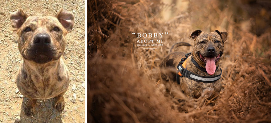 Can A Photo Save A Life? I Photograph Shelter Dogs To Find Out