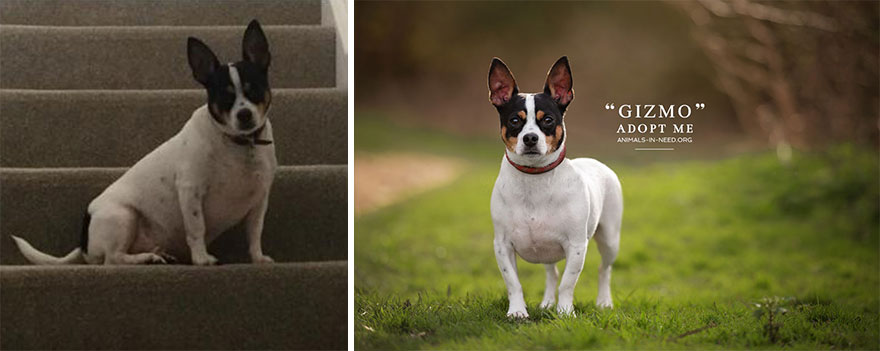 Can A Photo Save A Life? I Photograph Shelter Dogs To Find Out