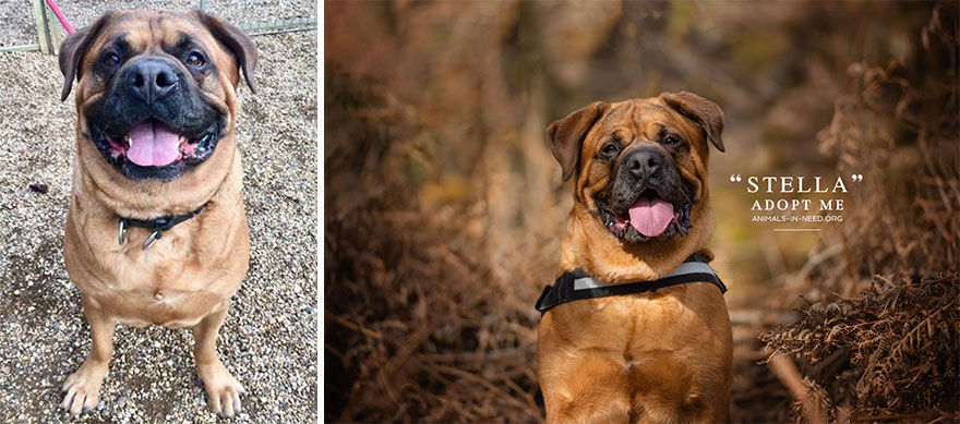 Can A Photo Save A Life? I Photograph Shelter Dogs To Find Out