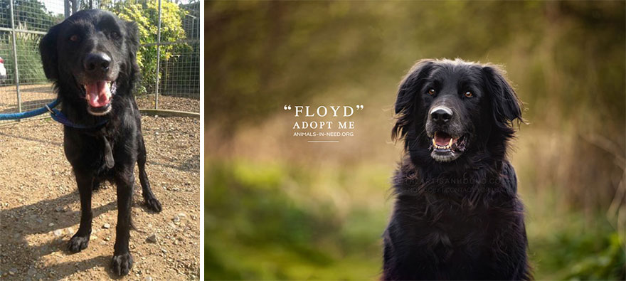 Can A Photo Save A Life? I Photograph Shelter Dogs To Find Out