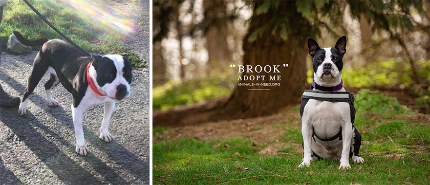 Can A Photo Save A Life? I Photograph Shelter Dogs To Find Out