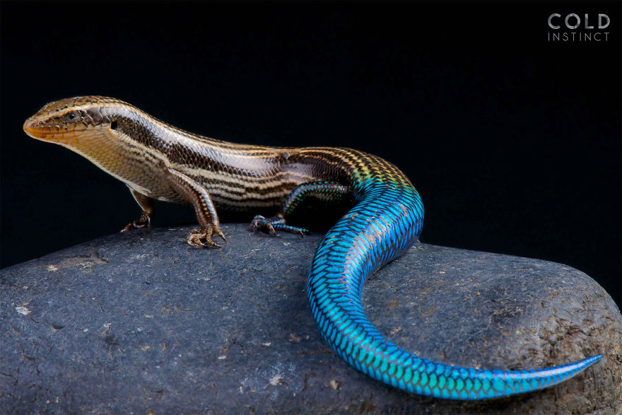 Gran Canaria Blue Tailed Skink