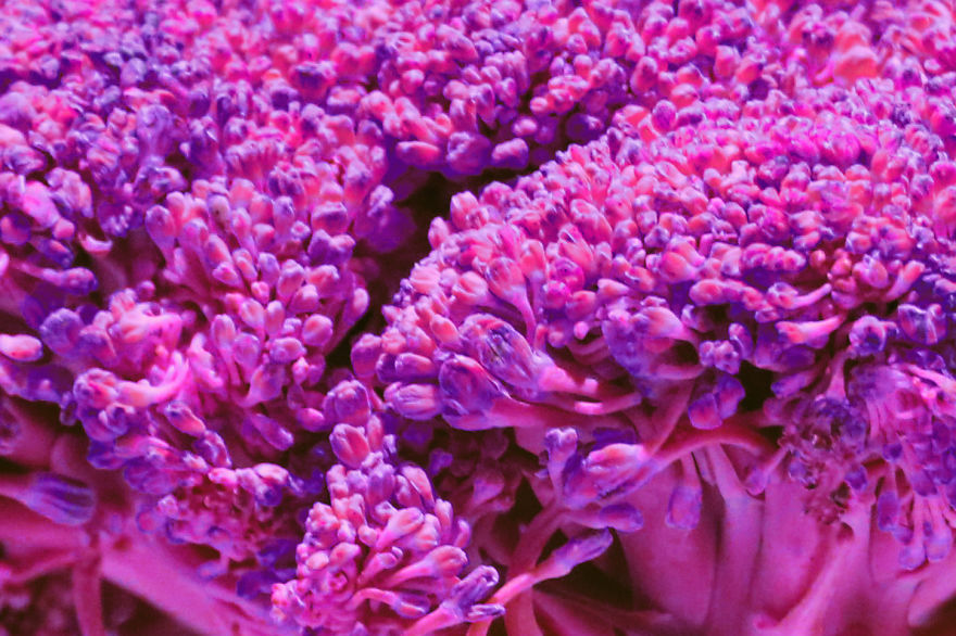 Coral Reefs Or Broccoli?