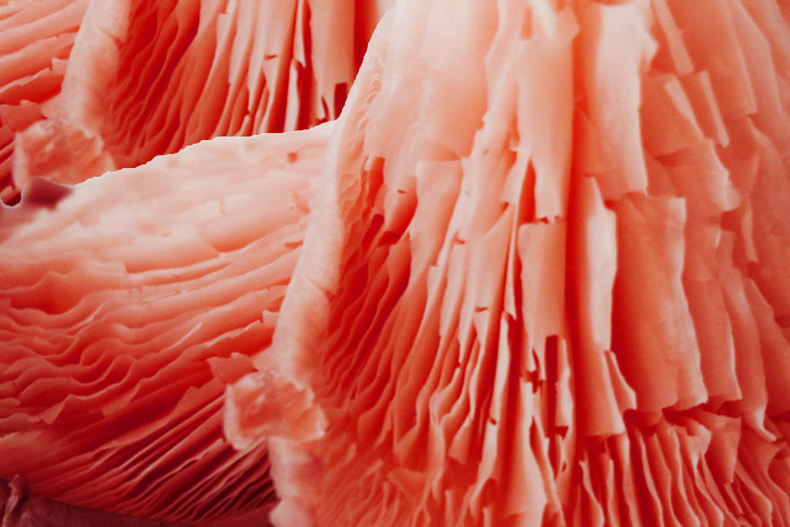 Coral Reefs Or Broccoli?