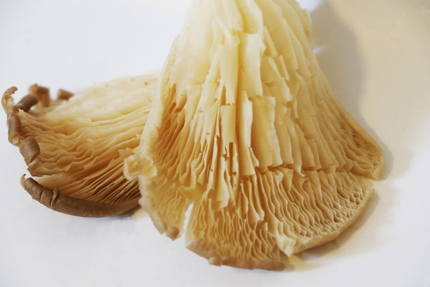 Coral Reefs Or Broccoli?