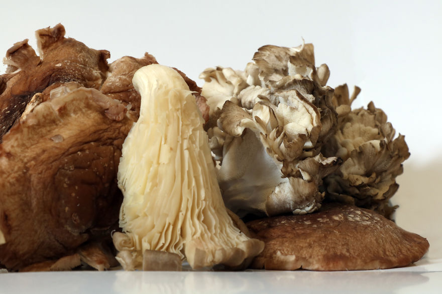 Coral Reefs Or Broccoli?