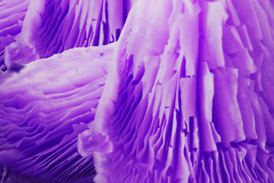 Coral Reefs Or Broccoli?