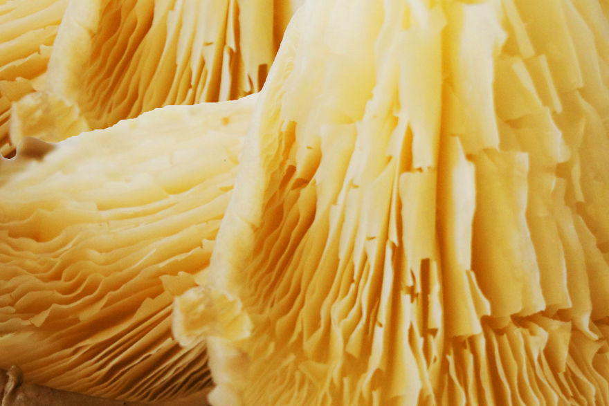 Coral Reefs Or Broccoli?