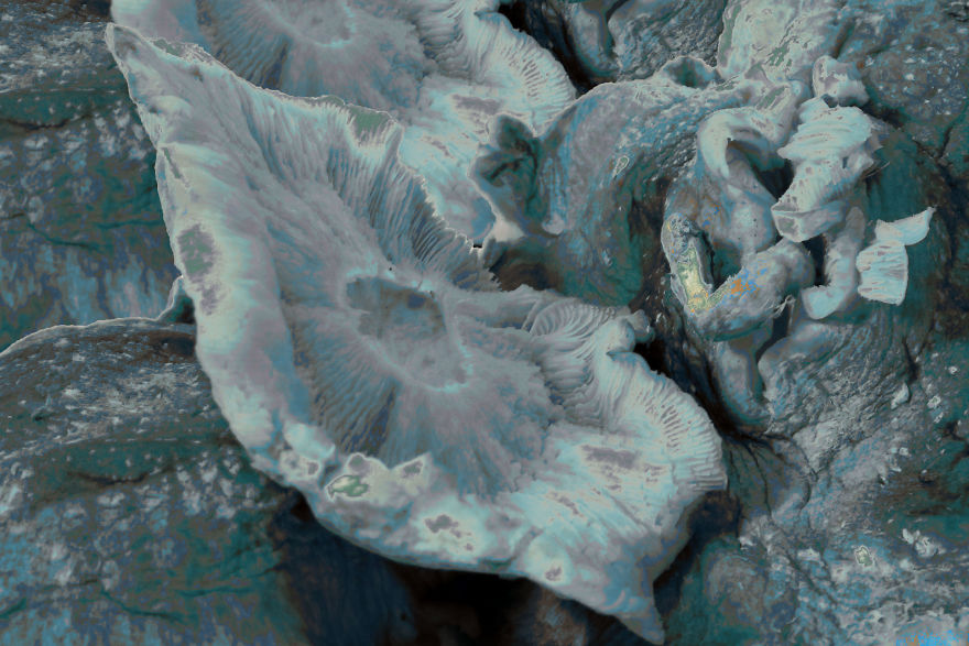 Coral Reefs Or Broccoli?