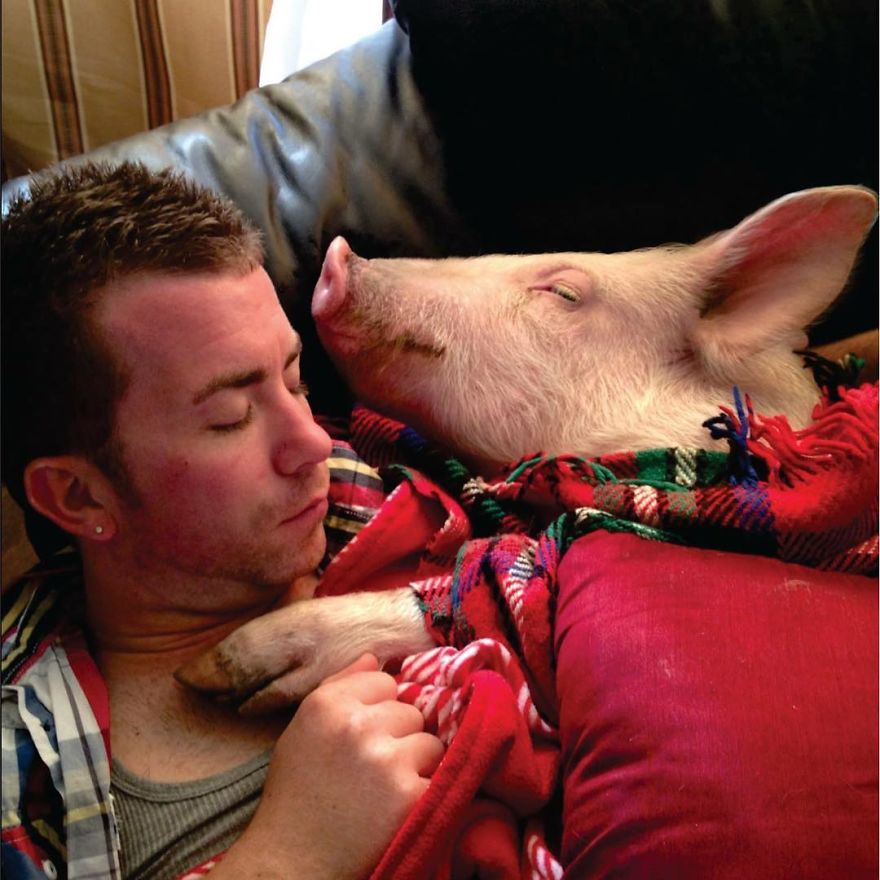 Couple Thinks They Adopted A Mini-Pig, Keeps Her As A Pet Even After It Grows To Be 650 Lbs