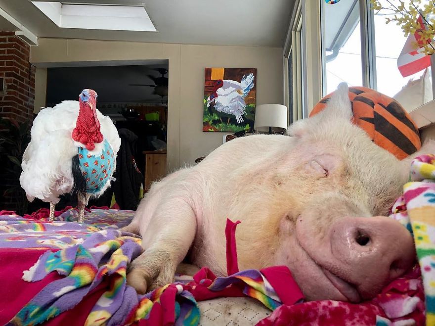 Couple Thinks They Adopted A Mini-Pig, Keeps Her As A Pet Even After It Grows To Be 650 Lbs Couple Thinks They Adopted A Mini-Pig, Keeps Her As A Pet Even After It Grows To Be 650 Lbs