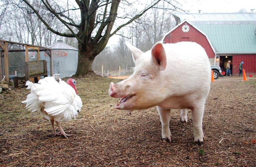 Couple Thinks They Adopted A Mini-Pig, Keeps Her As A Pet Even After It Grows To Be 650 Lbs Couple Thinks They Adopted A Mini-Pig, Keeps Her As A Pet Even After It Grows To Be 650 Lbs