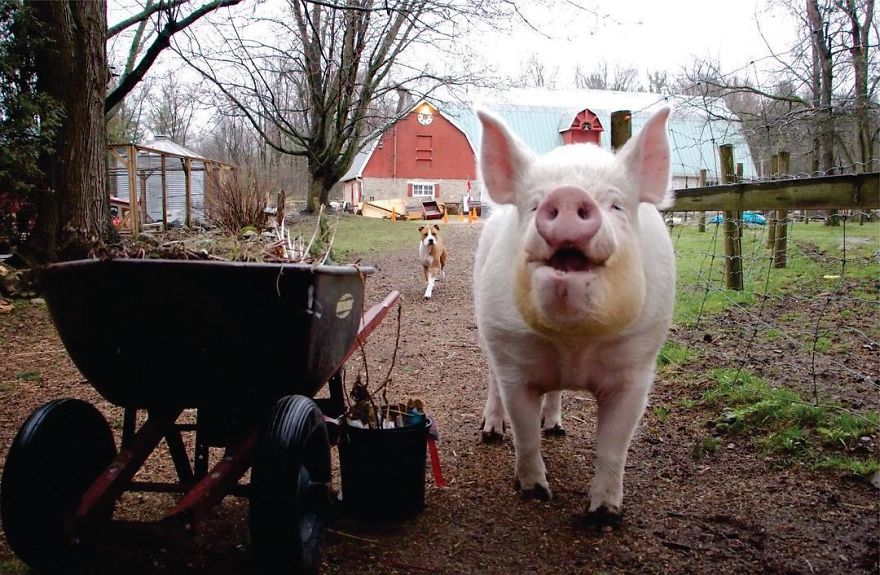 Couple Thinks They Adopted A Mini-Pig, Keeps Her As A Pet Even After It Grows To Be 650 Lbs