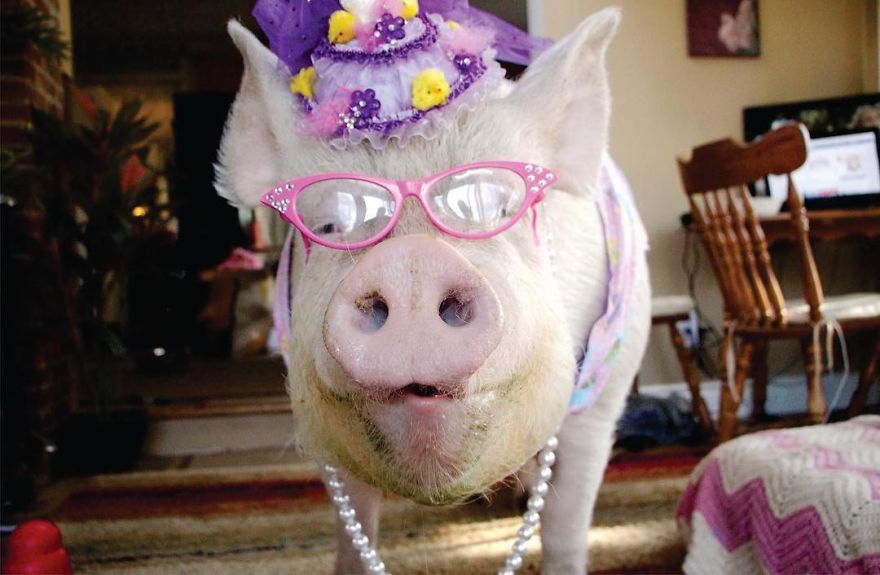 Couple Thinks They Adopted A Mini-Pig, Keeps Her As A Pet Even After It Grows To Be 650 Lbs