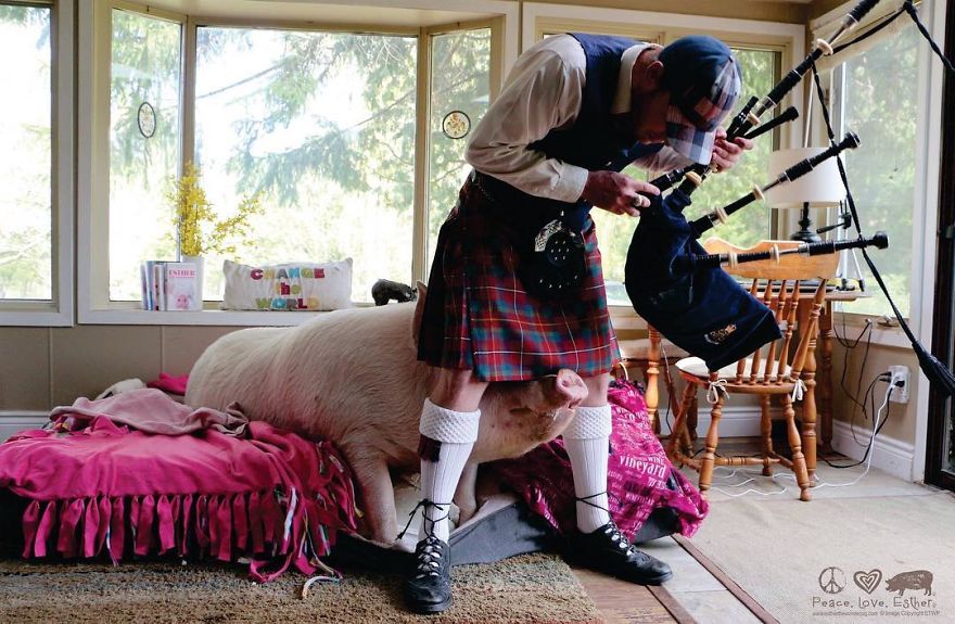 Couple Thinks They Adopted A Mini-Pig, Keeps Her As A Pet Even After It Grows To Be 650 Lbs