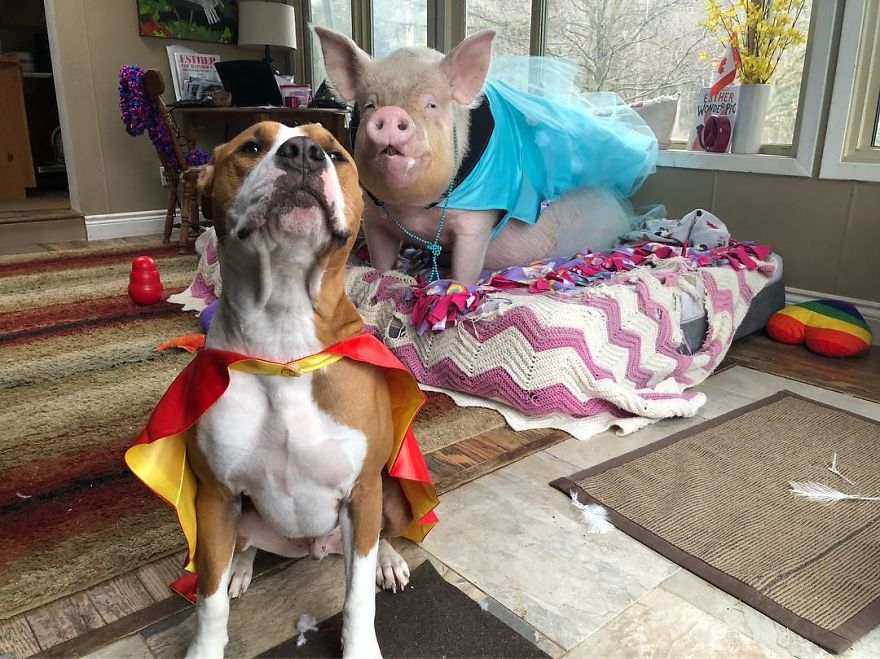 Couple Thinks They Adopted A Mini-Pig, Keeps Her As A Pet Even After It Grows To Be 650 Lbs