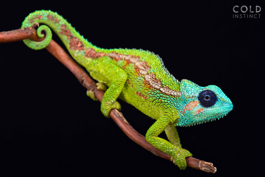 Mount Hanang Chameleon