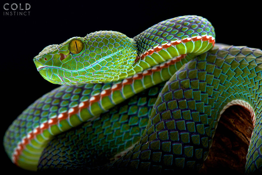 Siamese Peninsula Pitviper