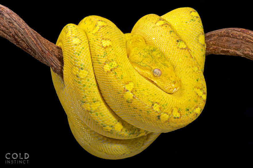 Northern Green Tree Python