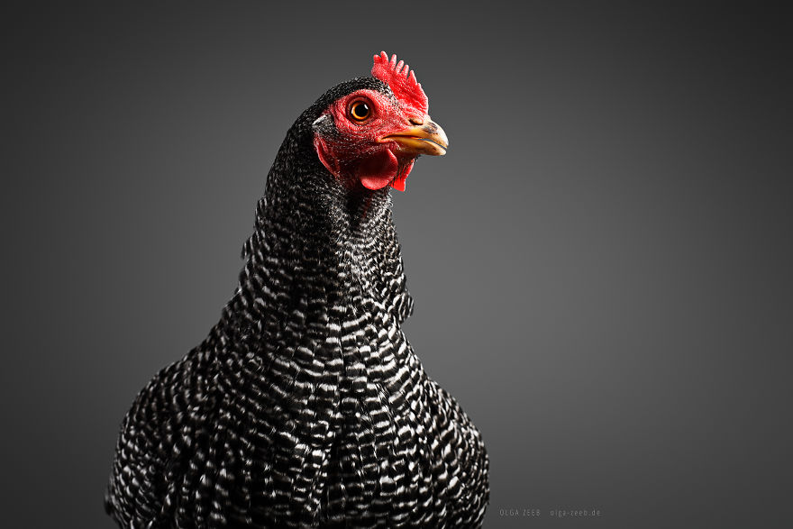 Meet My Chicken Friends! An Extraordinary Visit To The Studio.