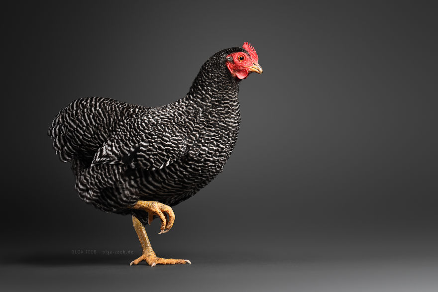 Meet My Chicken Friends! An Extraordinary Visit To The Studio.