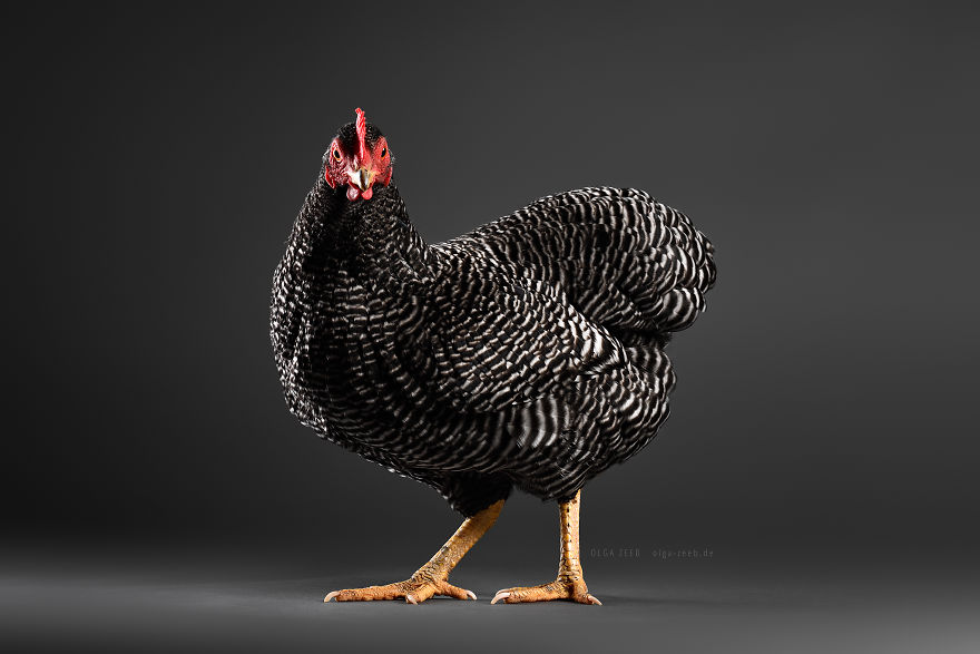 Meet My Chicken Friends! An Extraordinary Visit To The Studio.