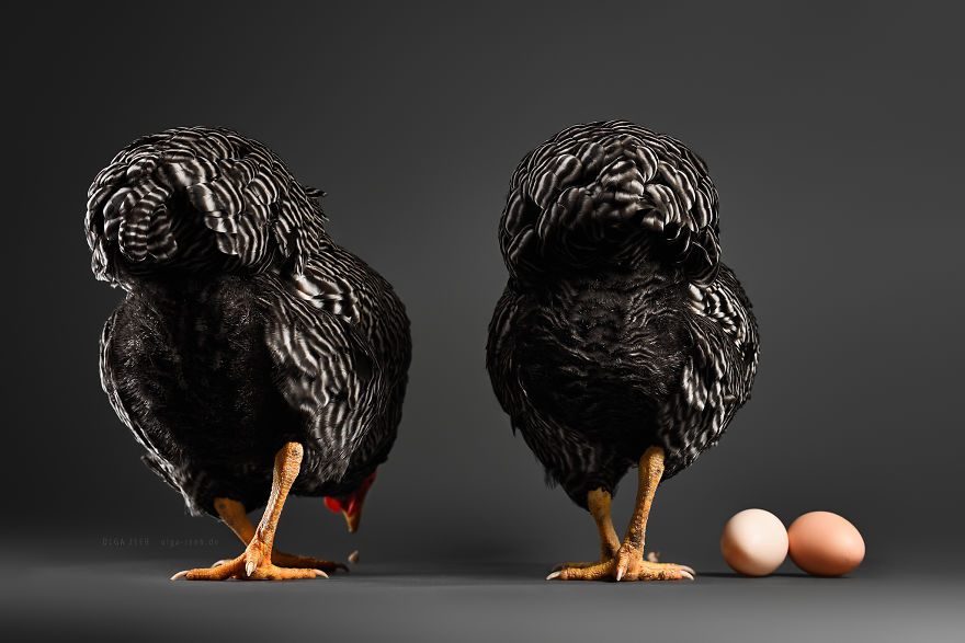 Meet My Chicken Friends! An Extraordinary Visit To The Studio.