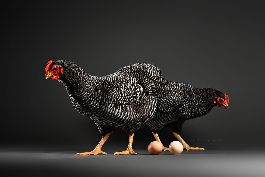 Meet My Chicken Friends! An Extraordinary Visit To The Studio.