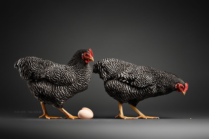 Meet My Chicken Friends! An Extraordinary Visit To The Studio.