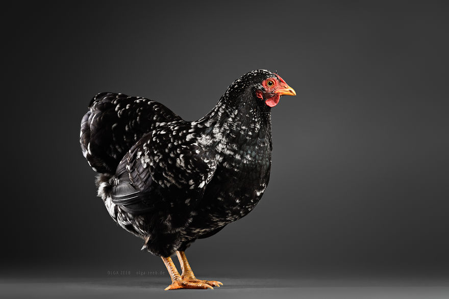 Meet My Chicken Friends! An Extraordinary Visit To The Studio.