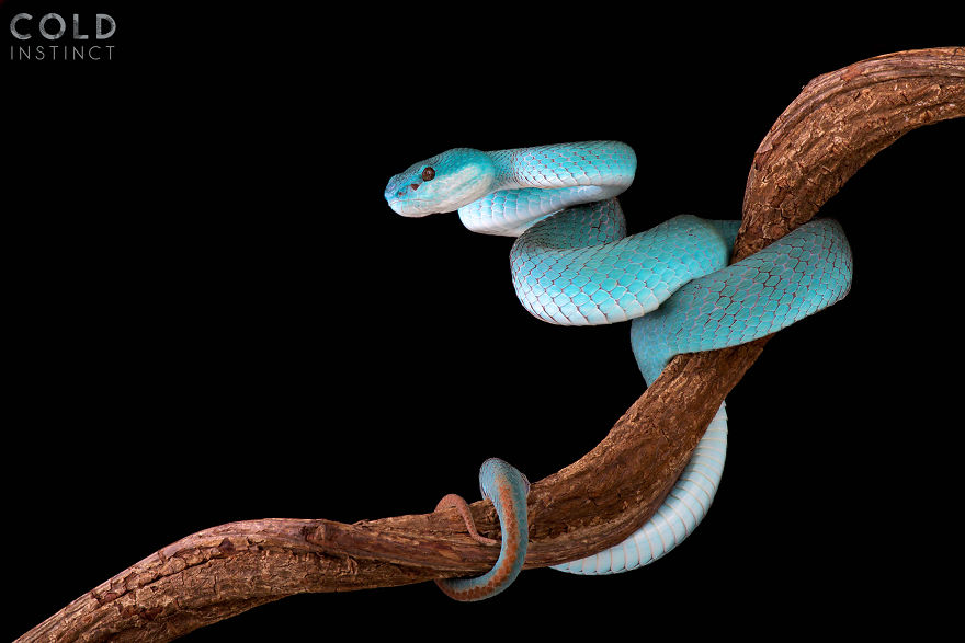 Blue White-Lipped Island Pit Viper