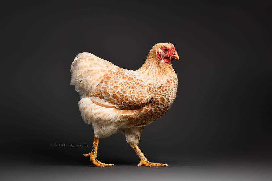 Meet My Chicken Friends! An Extraordinary Visit To The Studio.