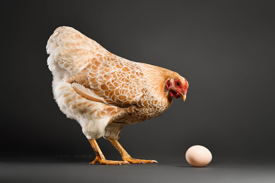 Meet My Chicken Friends! An Extraordinary Visit To The Studio.