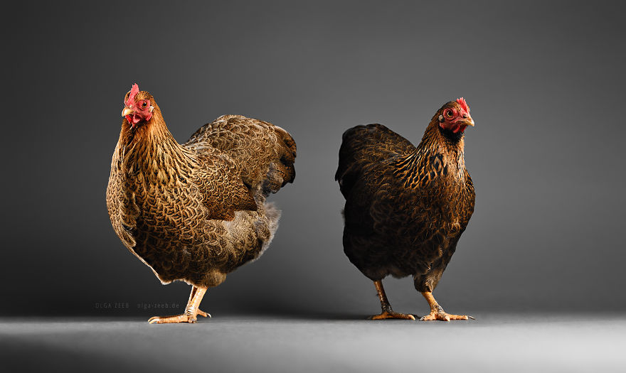 Meet My Chicken Friends! An Extraordinary Visit To The Studio. Meet My Chicken Friends! An Extraordinary Visit To The Studio.