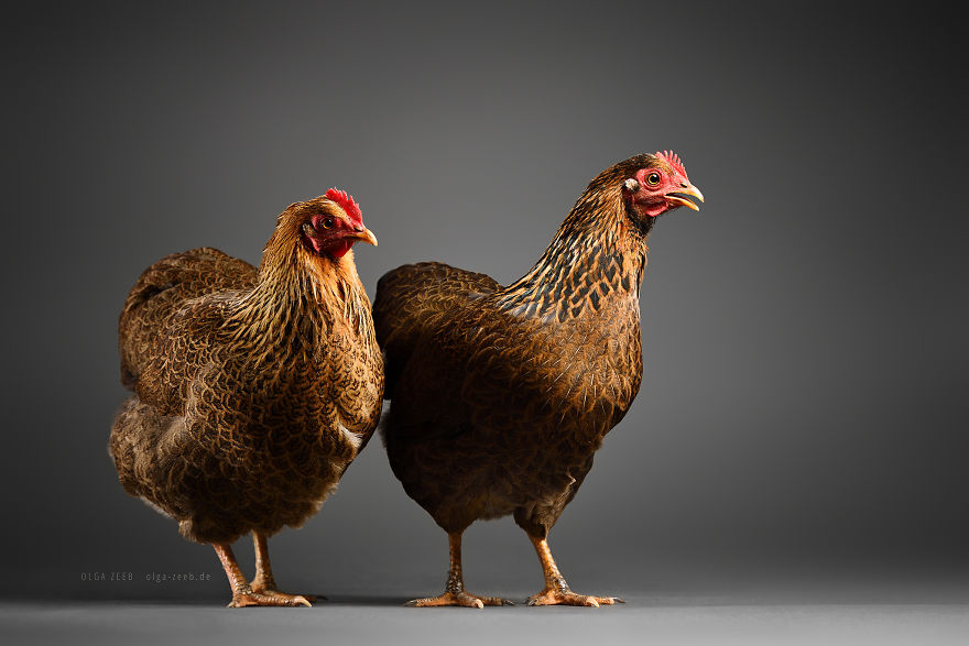 Meet My Chicken Friends! An Extraordinary Visit To The Studio.