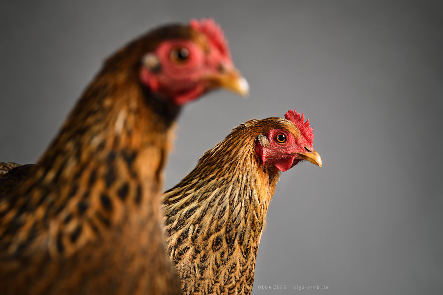 Meet My Chicken Friends! An Extraordinary Visit To The Studio.
