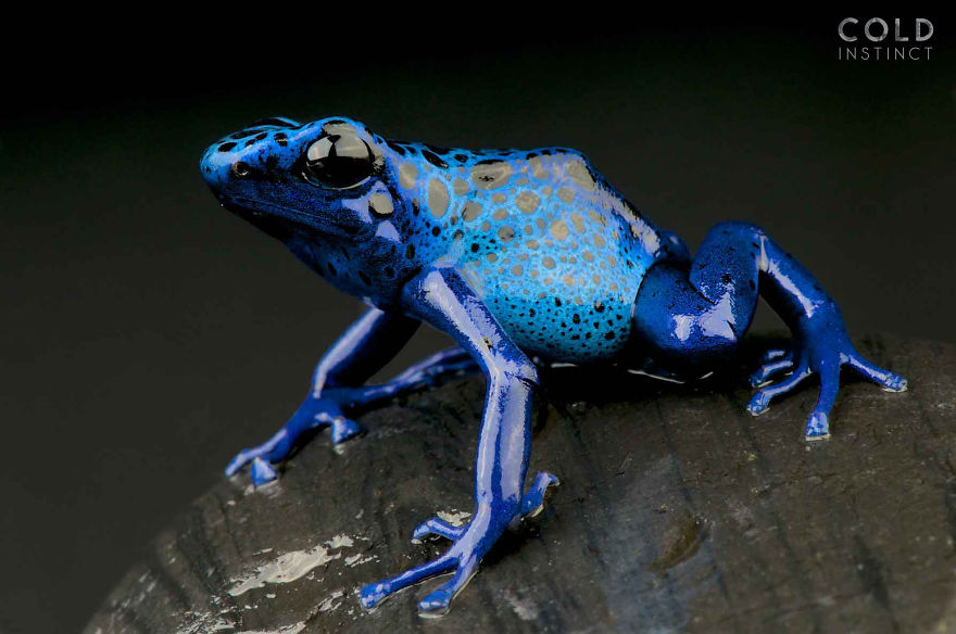Dyeing Poison Frog